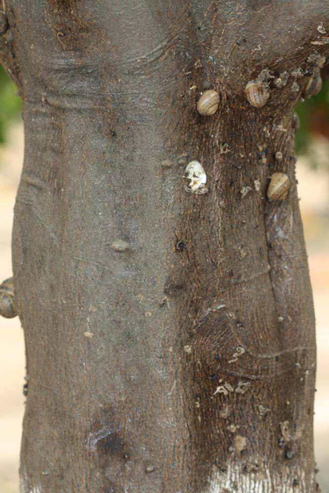            Bark (Riverside, CA)   
